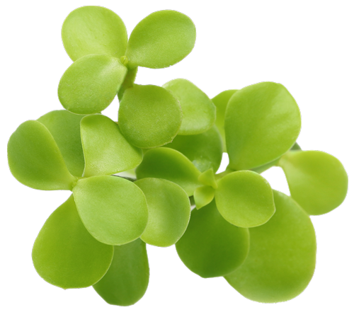 Bacopa